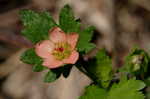 Carolina bristlemallow